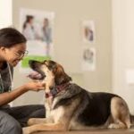 zendogtech com