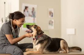 zendogtech com